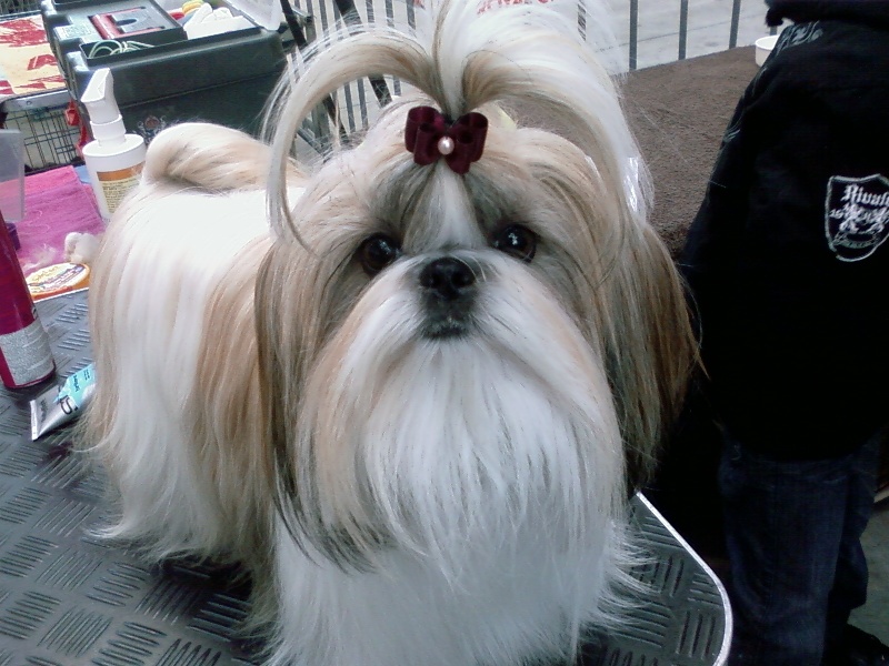 Cézarine du domaine des atlantes Le palais de bhagavan - CACS CACIB