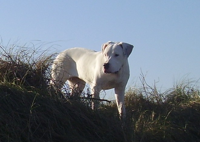 Publication : Des syltoken