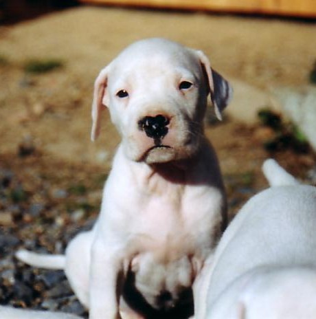 Publication : Des syltoken