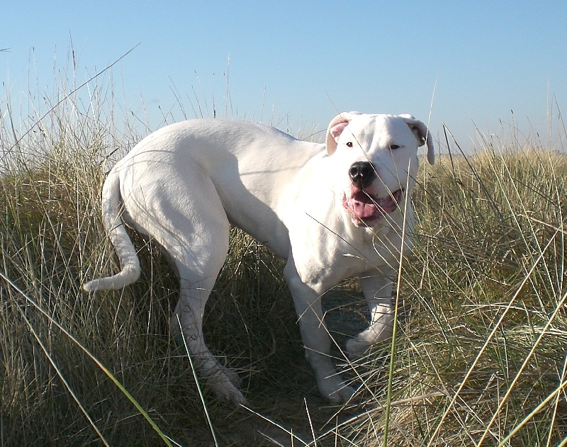 Publication : Des syltoken