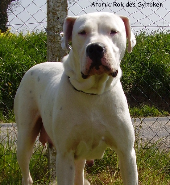 Publication : Des syltoken