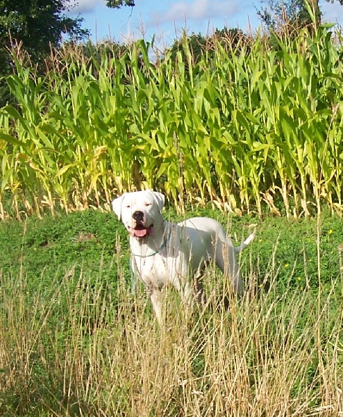 Publication : Des syltoken