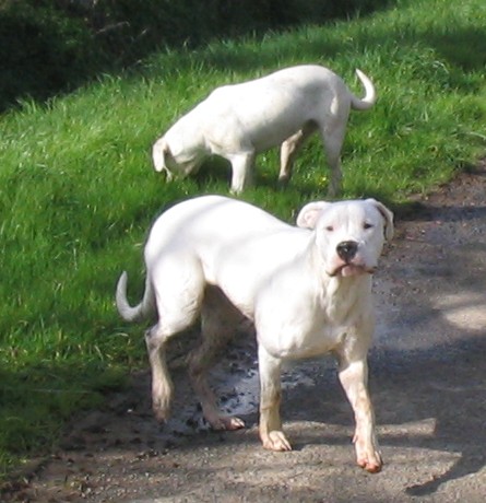 Publication : Des syltoken