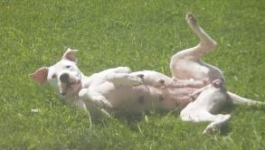 Publication : Des syltoken