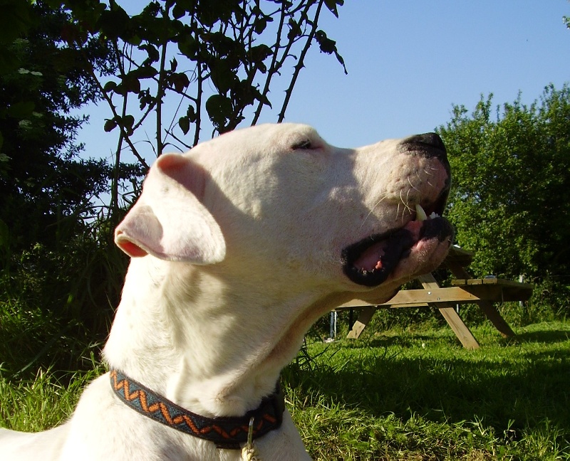 Publication : Des syltoken