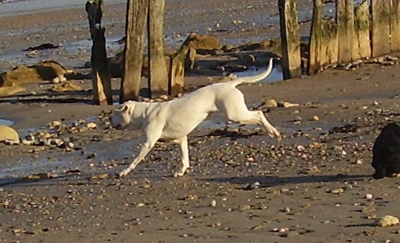 Publication : Des syltoken