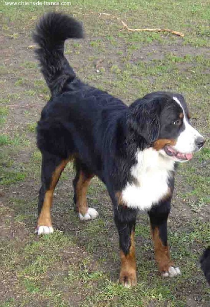 Urwen Du sanctuaire des loups - CACIB