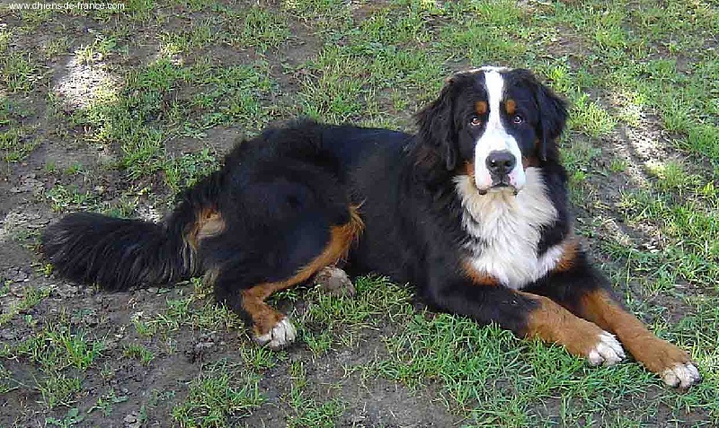 Ussar Du sanctuaire des loups - CACIB