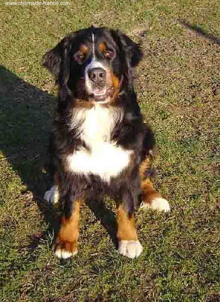 Sandy Des hautes vernades - CACIB