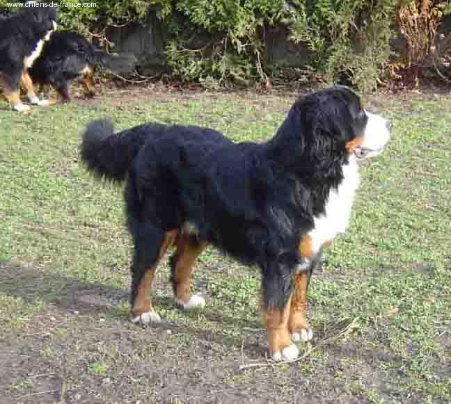 Ussar Du sanctuaire des loups - CACIB