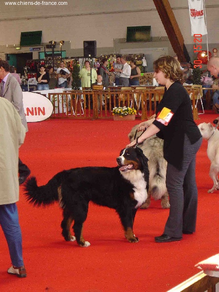 Urwen Du sanctuaire des loups - MEILLEUR DE RACE