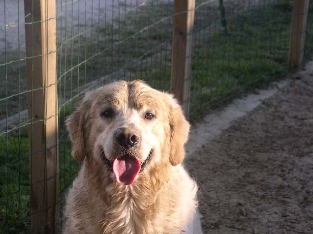 Publication : living links Auteur : Elevage du Jardin des Oliviers