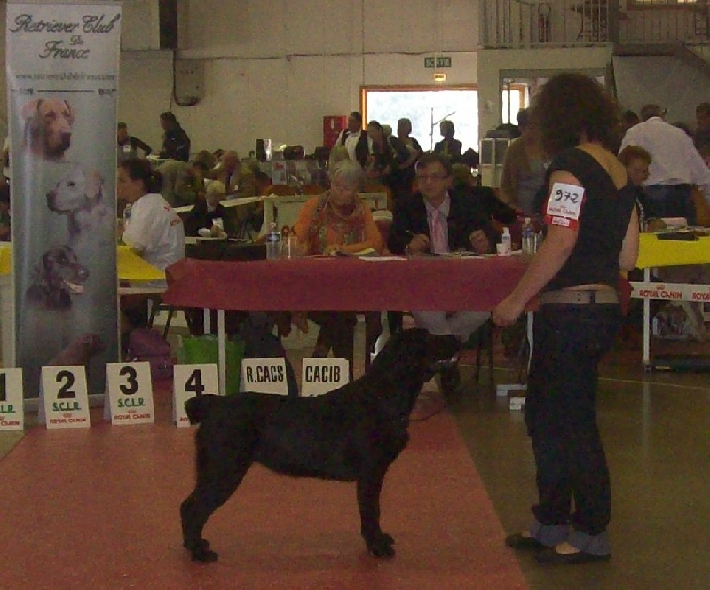 Publication : living links Auteur : Labrador - Divine