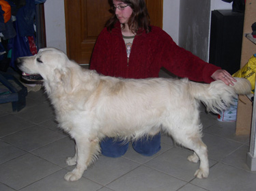 Publication : living links Auteur : Elevage du Jardin des Oliviers