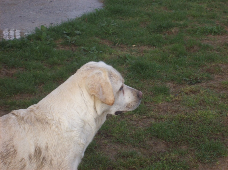 Publication : living links Auteur : Elevage du Jardin des Oliviers