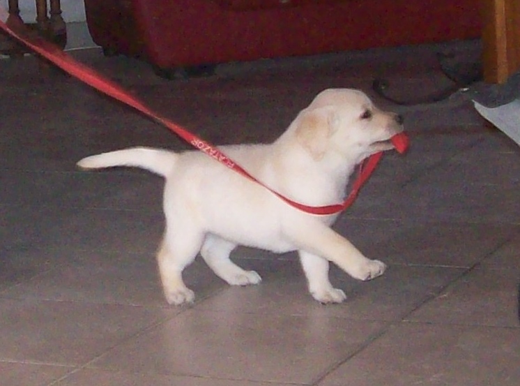 Publication : living links Auteur : labrador - edelweiss