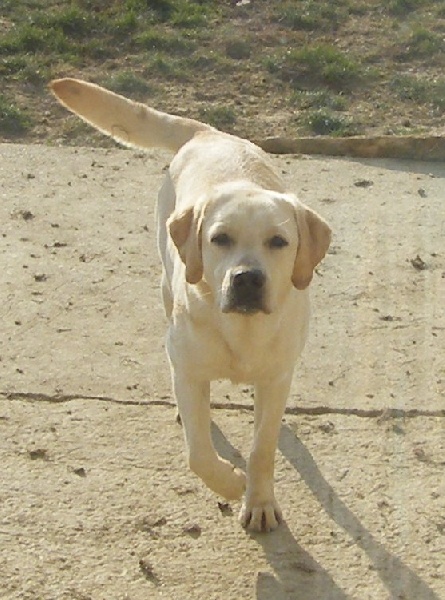 Publication : living links Auteur : labrador - edelweiss