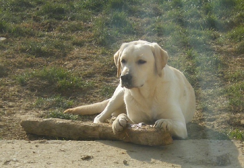 Publication : living links Auteur : labrador - edelweiss