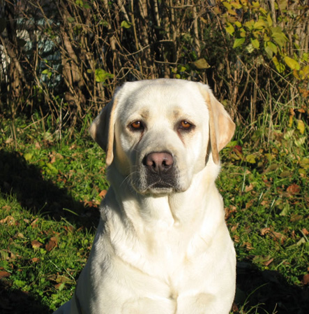 Publication : living links Auteur : Elevage du Jardin des Oliviers