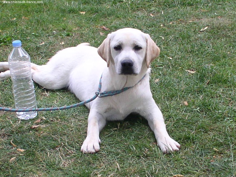 Publication : living links Auteur : Elevage du Jardin des Oliviers