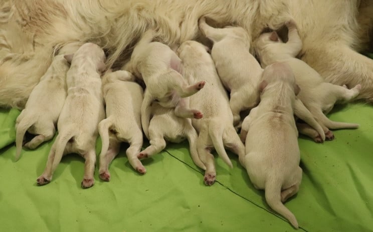 Bébé Living Links - Golden Retriever