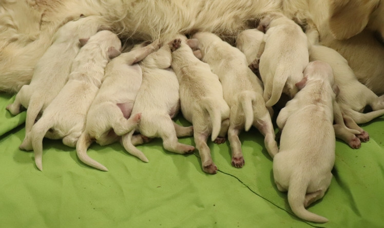 Bébé Living Links - Golden Retriever