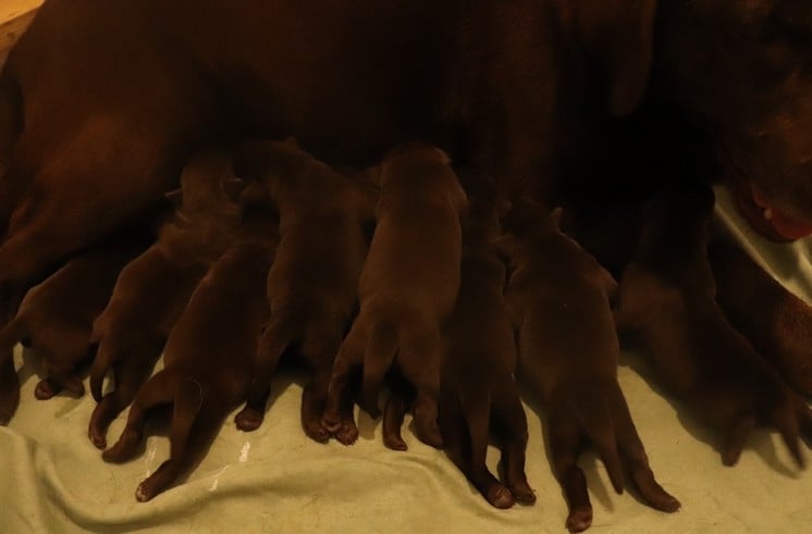 Bébé Living Links - Labrador Retriever