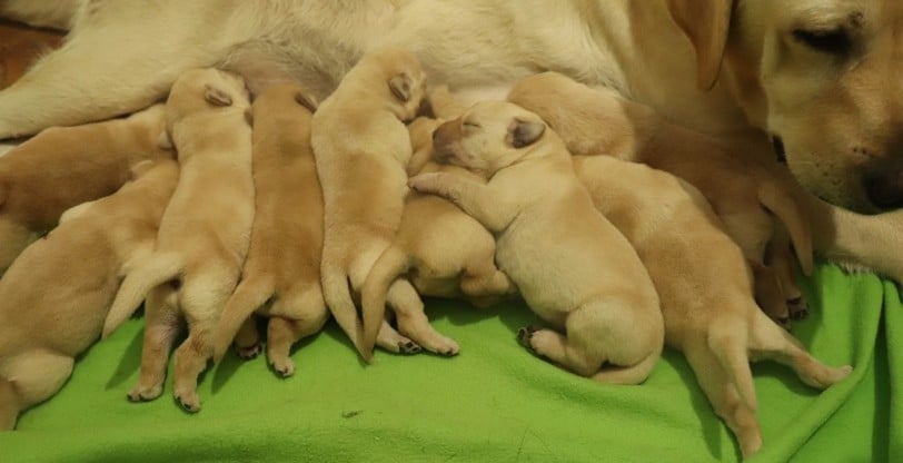 Bébé Living Links - Labrador Retriever