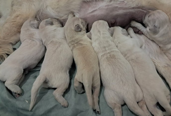 Bébé Living Links