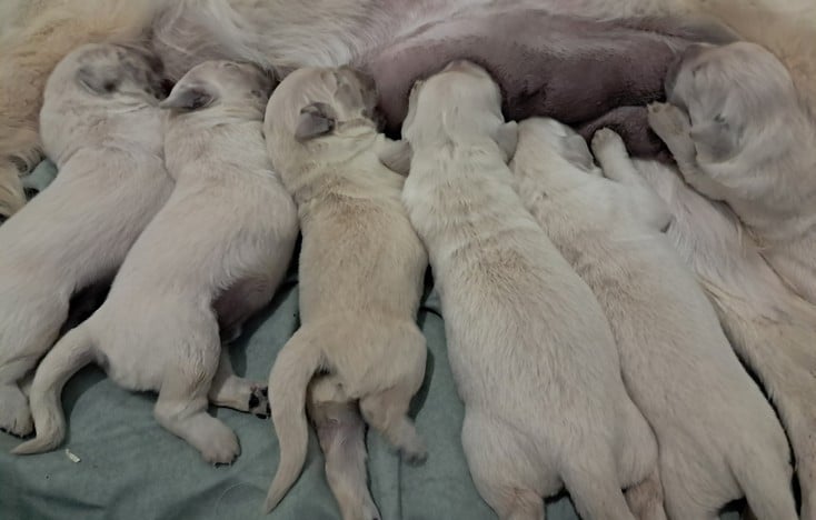 Bébé Living Links