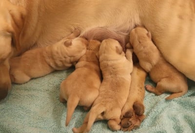 Les chiots de Labrador Retriever