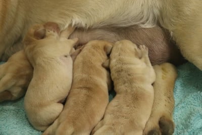 Les chiots de Labrador Retriever