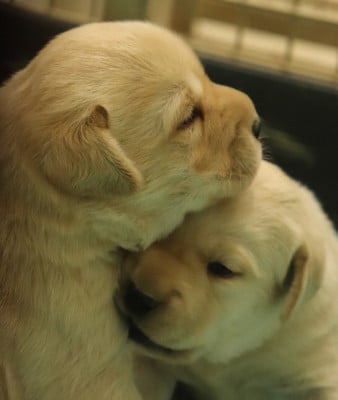 Les chiots de Labrador Retriever