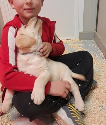 Les chiots de Labrador Retriever