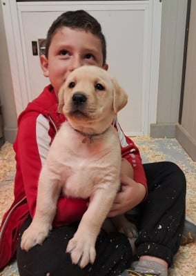 Les chiots de Labrador Retriever