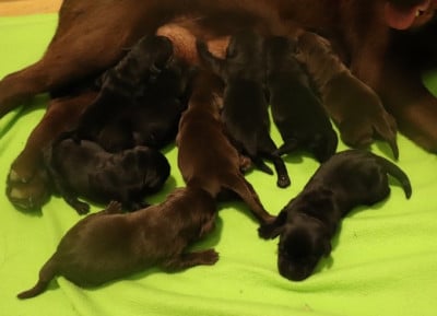 Les chiots de Labrador Retriever