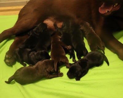 Les chiots de Labrador Retriever