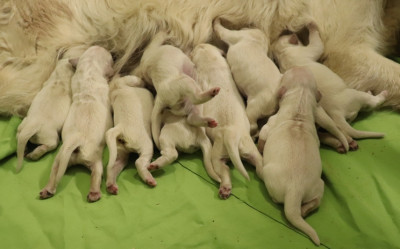 Les chiots de Golden Retriever