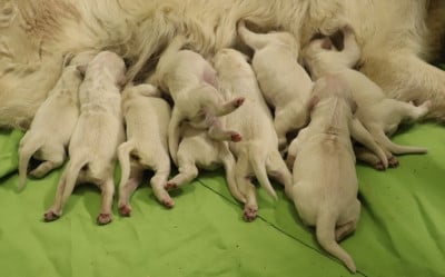 Les chiots de Golden Retriever