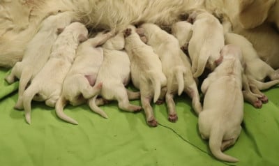 Les chiots de Golden Retriever