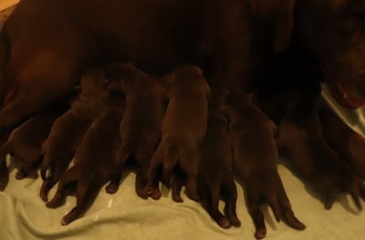 Les chiots de Labrador Retriever