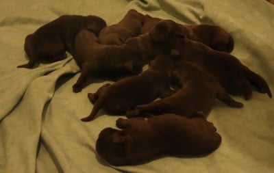 Les chiots de Labrador Retriever