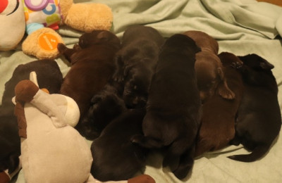 Les chiots de Labrador Retriever
