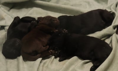 Les chiots de Labrador Retriever