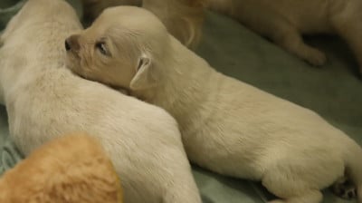 Les chiots de Golden Retriever