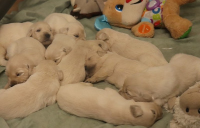 Les chiots de Golden Retriever