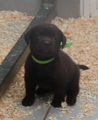 Les chiots de Labrador Retriever
