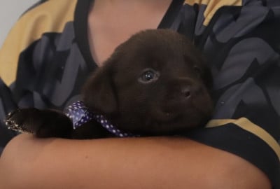 Les chiots de Labrador Retriever
