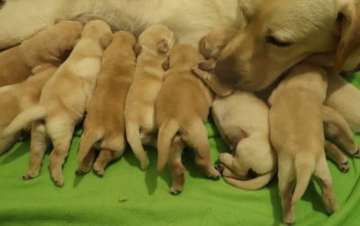 Les chiots de Labrador Retriever