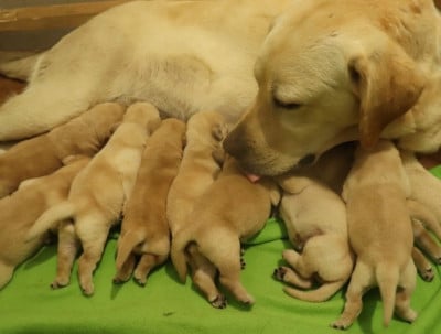 Les chiots de Labrador Retriever